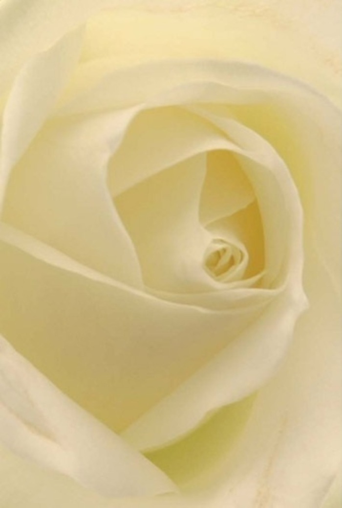 Viewed up close, this classic white rose is a portrait of composure and grace that calls to mind the quiet elegance of Enfield Town's historic streets. The petals, cloaked in layered shades of ivory and cream, perfectly overlap to form a spiraling heart that seems almost illuminated from within. A wash of gentle light glides across each fold, echoing the soft glow of the afternoon sun filtering through Evans Way. The texture is invitingly matte with a subtle creaminess-a tactile delight that beckons you to linger. When I arrange such roses at Florist Enfield Town, I see their versatility: an ideal offering for a heartfelt apology, a romantic gesture, or a subtly luxurious wedding centrepiece. The bloom radiates purity and resilience, its near-perfect arrangement enhanced by nuanced vibrations of colour and shadow. Beneath the visual calm, there is an unspoken fragrance-clean, serene, like a breath of fresh air moving gently through the old town's covered arcades. Every petal and shadow speaks of careful craftsmanship and the timeless emotions that Enfield's community entrusts to our flowers.